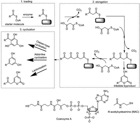 Overview Of The Reaction Pathway Of Type Iii Polyketide Synthases Of