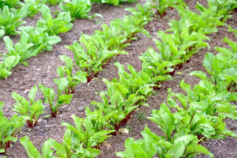 How To Grow Beetroot Gardening Advice The Guardian Overwintering