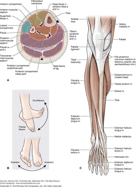 Anterior Compartment Leg Muscles