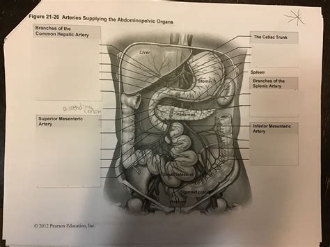 Ap Exam Diagrams Arteries Supplying The Abdominopelvic Organs