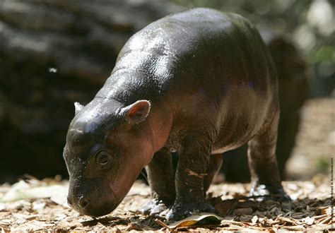 Baby Pygmy Hippopotamus