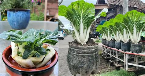 From Scraps To Greens Growing Bok Choy At Home In Recycled Plastic Bottles Sharingideas Me