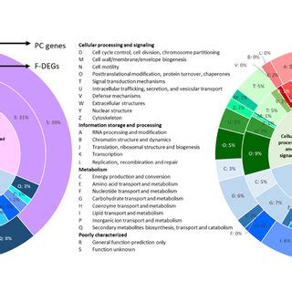 Eukaryotic Orthologous Group Kog Classification Representing Kog