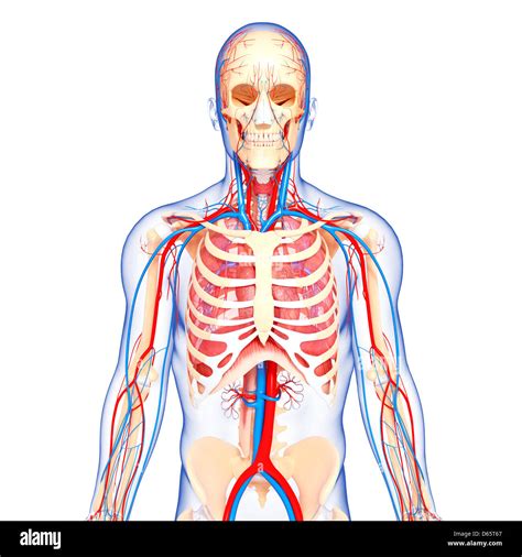 Upper Body Diagram