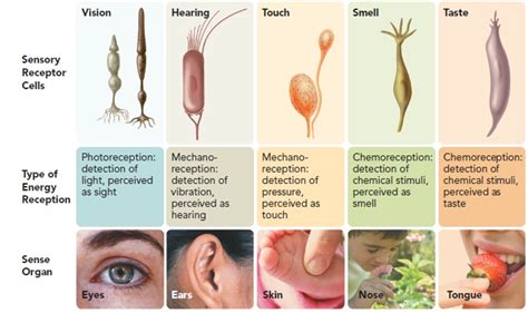 Sensory System