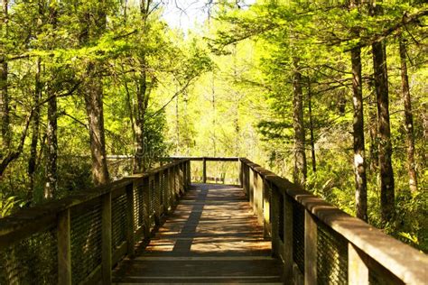 Corkscrew Swamp Sanctuary Florida Naples Stock Photo - Image of ...