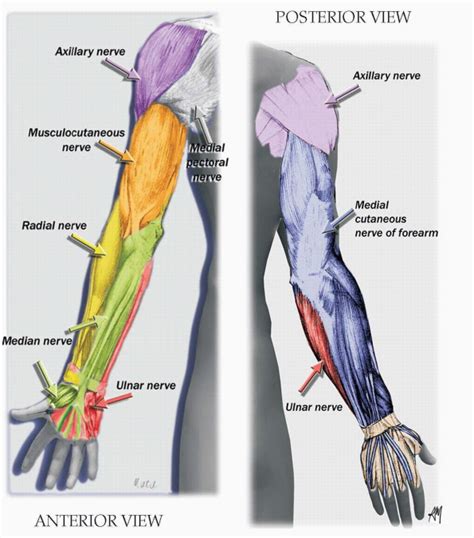 Upper Extremity Landmarks Teachme Orthopedics