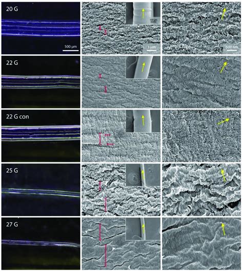 Optical Micrographs Of The Wet Gel Fibers First Column And Sem