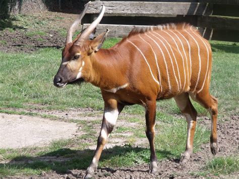 Bongo - ZooChat