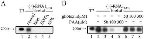 Effects of RdRP inhibitors. (A) The blocked (+)-RNA1 1-191 template was ...