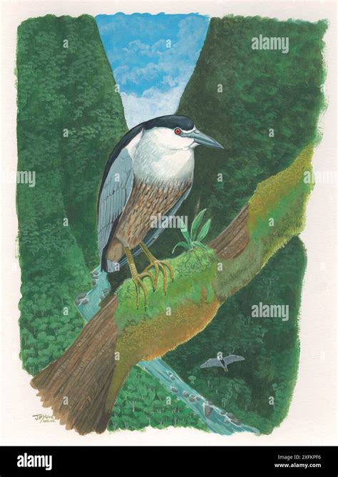 Reunion Night Heron Nycticorax Duboisi Extinct C1700 Endemic To
