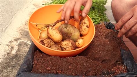 Cultivo De Patatas En Maceto Huerto Casero Huerto Urbano Tutorial