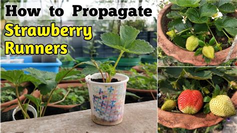 When And How To Propagate Strawberry From Runners Planting Strawberry Runners The Easy Way Youtube