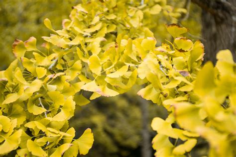 Ginkgo Biloba Para Que Serve Conhe A Mais Sobre As Vantagens