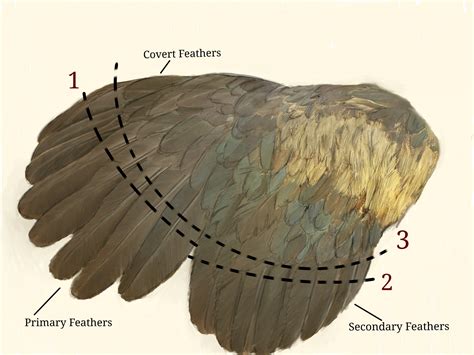 A Guide To Clipping Chicken Wings Backyard Poultry Backyard Poultry