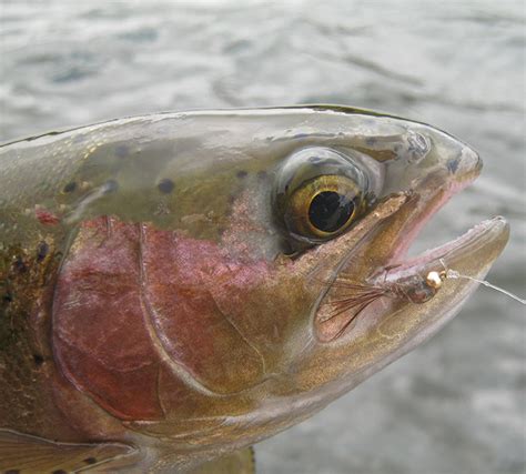 Fly Fishing For Trout In South Africa Trout Species