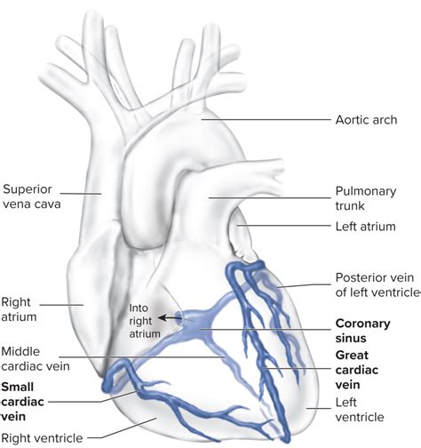 Veins Of The Heart Diagram Quizlet