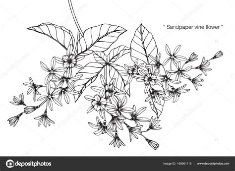 Black And White Flower Vine Drawing Best Flower Site