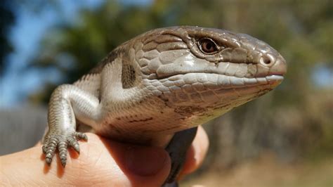 11 Awesome Pet Reptiles For Beginners Reptile Advisor