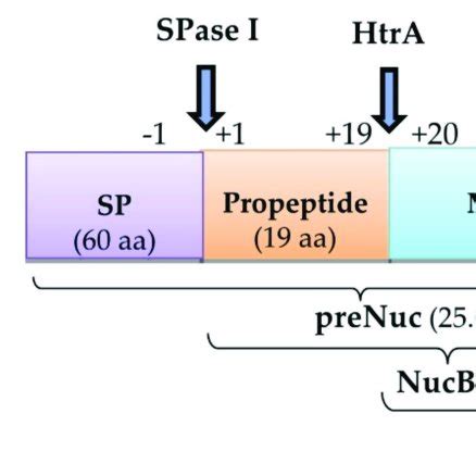 Schematic Diagram Showing Different NUC Forms Produced Following