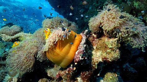 Mengagumi Keindahan Pesona Bawah Laut Wisata Keramba Cinta Maluku