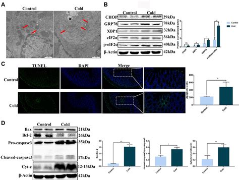 Frontiers Cold Exposure Induces Intestinal Barrier Damage And