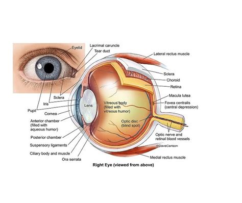 Icd 10 Cm Diseases Of The Eye And Adnexa H00 H59 Alzoneonlinetraining