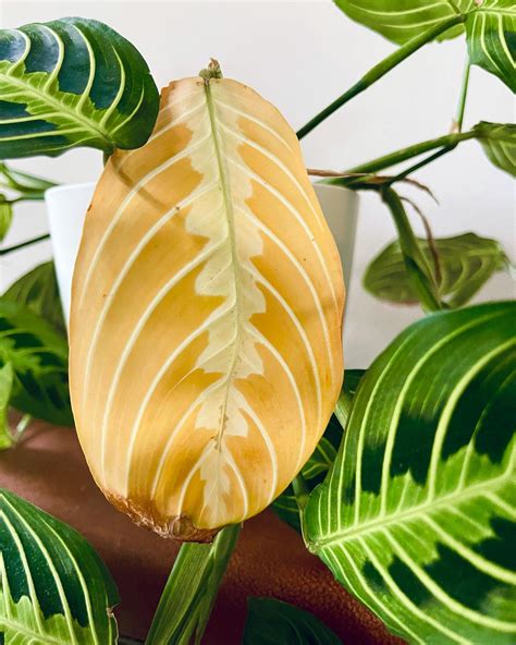 Mari | sustainable plant mom (@plantammi) • Instagram photos and videos