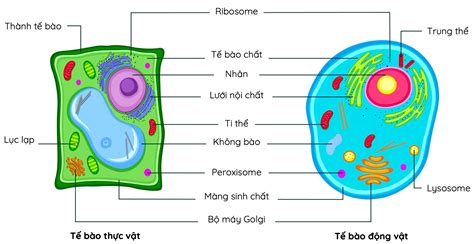 Lý Thuyết Bài 9 Tế Bào Nhân Thực Sinh Học 10