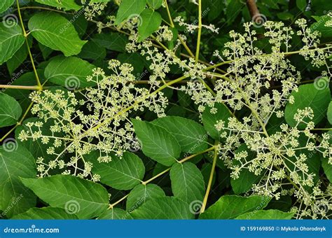 Araliya medical plant stock photo. Image of aralia, botany - 159169850