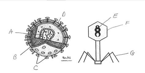 Virus Structure Diagram | Quizlet