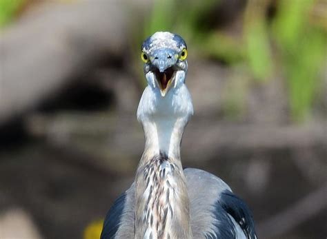 Gular Fluttering Photograph By Jo Ann Matthews Fine Art America