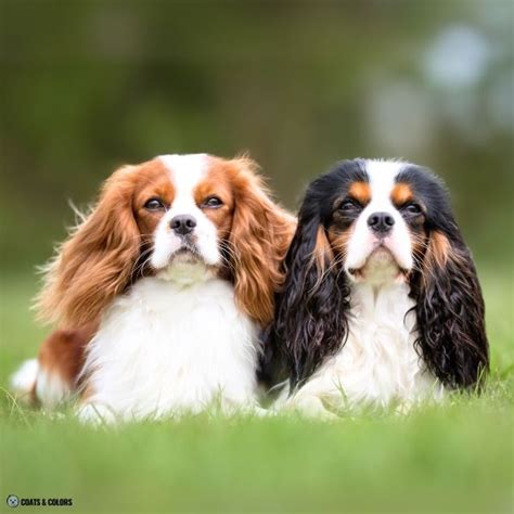 Cavalier King Charles Spaniel Color Chart | Coats and Colors