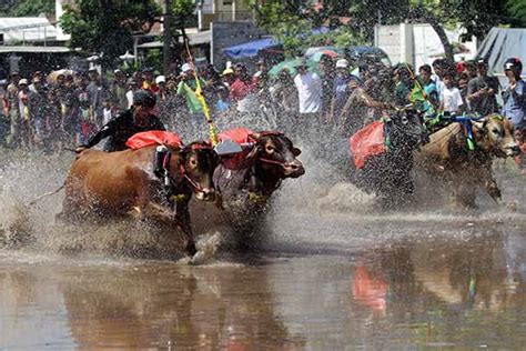 Seru Begini Potret Tradisi Karapan Sapi Brujul Di Probolinggo