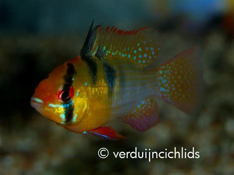 Mikrogeophagus Ramirezi Verduijn Cichlids