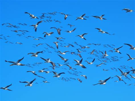 Warum fliegen Vögel in Formation Erfahren Sie mehr über das Phänomen