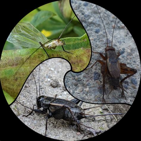 Jonny's Insect Catalogue — Orthopterans