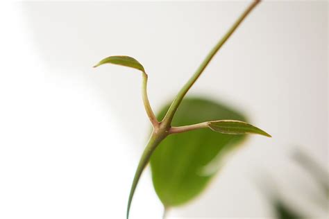 C Mo Cultivar Y Cuidar La Hoya Macrophylla Besthome