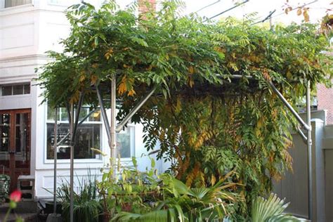 How To Build An Arbor For Wisteria My Heart Lives Here