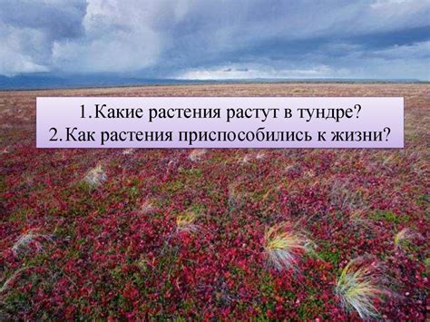 Природная зона тундра - презентация онлайн