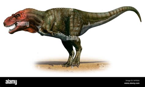 Tyrannosaurus Rex Un Dinosaurio De La Era Prehistórica Del Período