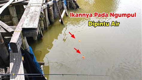 Ikannya Melimpah Mancing Disini Harus Bawa Umpan Banyak Youtube