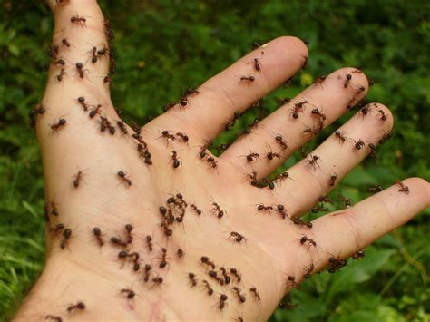 Do Ants Have Lungs Surprising Ant Related Questions Answered