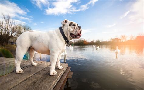 Guida Alle Razze Di Cani Pi Intelligenti