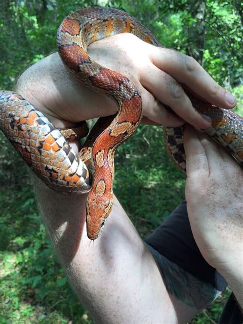 Beautiful wild corn snake : r/snakes