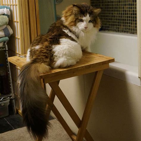 Meet Samson The Largest Cat In Nyc Who Weighs 28 Lbs And Is Around 4 Feet In Length Viral Cats