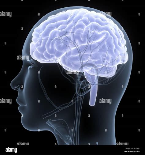 Central Organ Of Human Nervous System Brian Anatomy Stock Photo Alamy