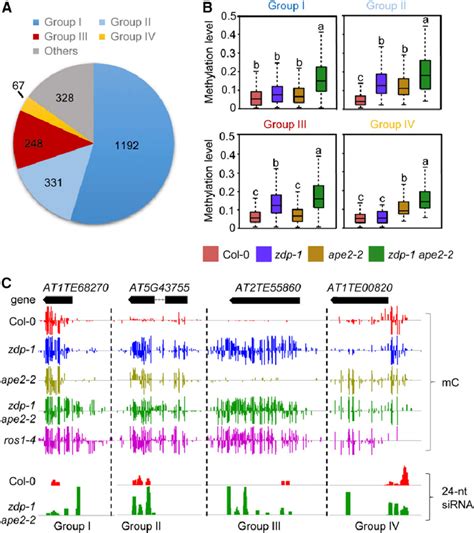 Ape2 And Zdp Play Overlapping Roles In Active Dna Demethylation A