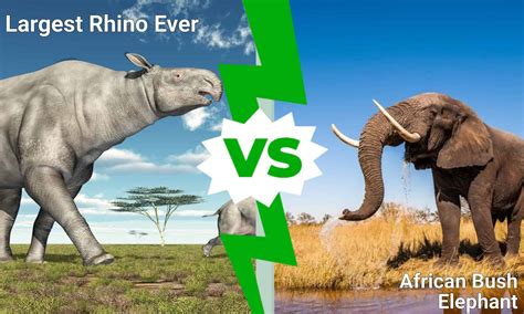 Epic Battles: The Largest Rhino Ever vs. An African Elephant - A-Z Animals