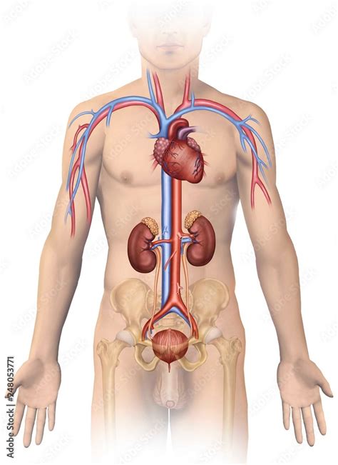 Anatomia Y Fisiologia Del Sistema Urinario Humano Stock Illustration